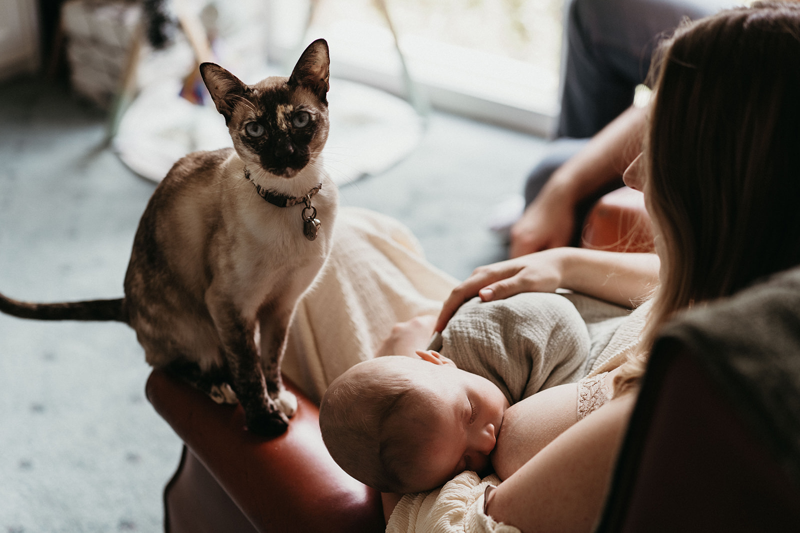 a cat looks up curiously as a mother breastfeeds her baby