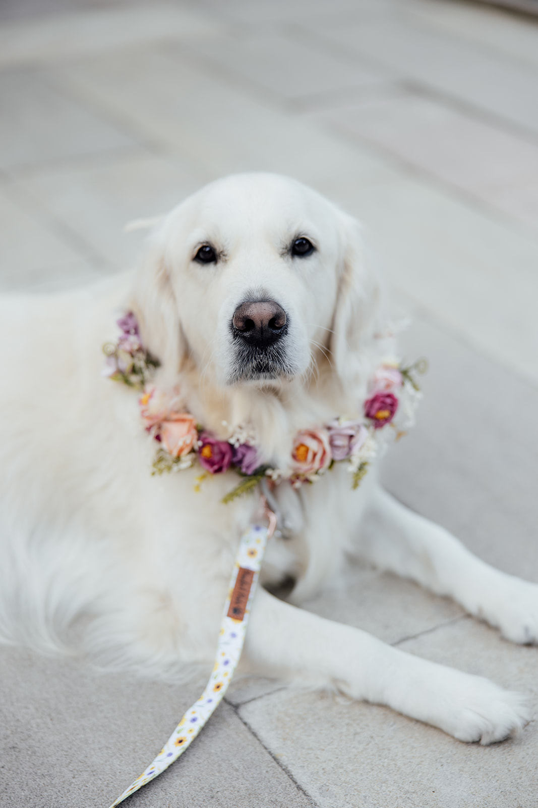 A golden retriever dog with a flower necklace