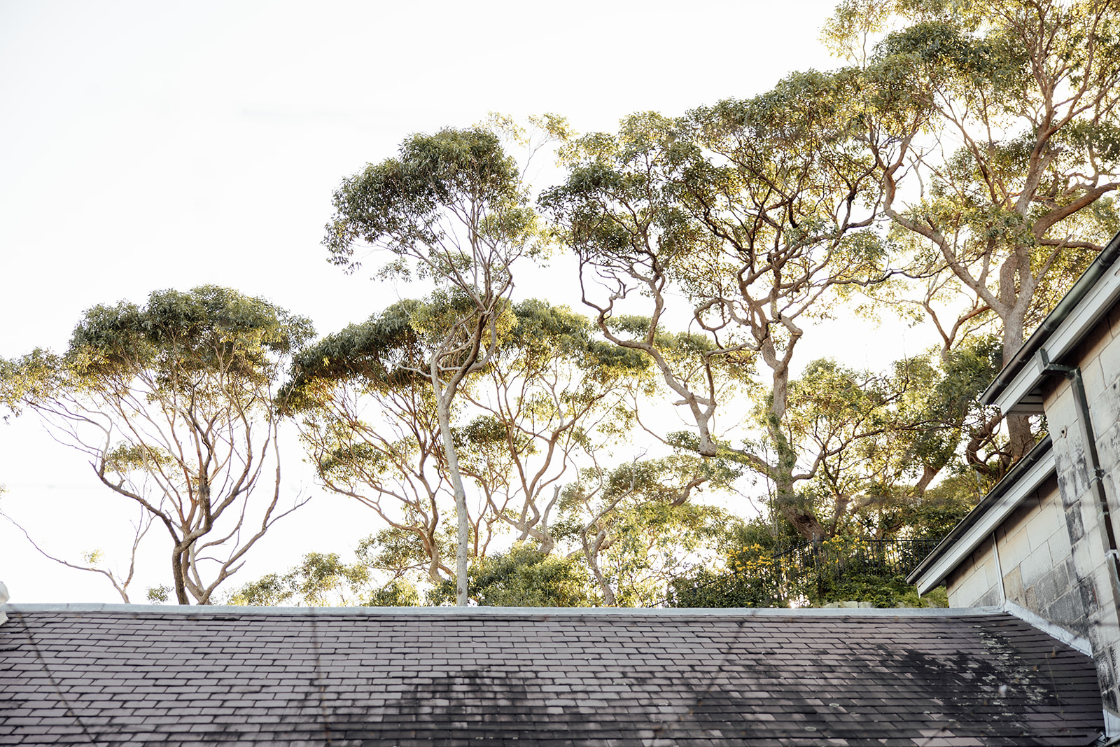 A landscape of the top of a roof with trees and afternoon sunlight