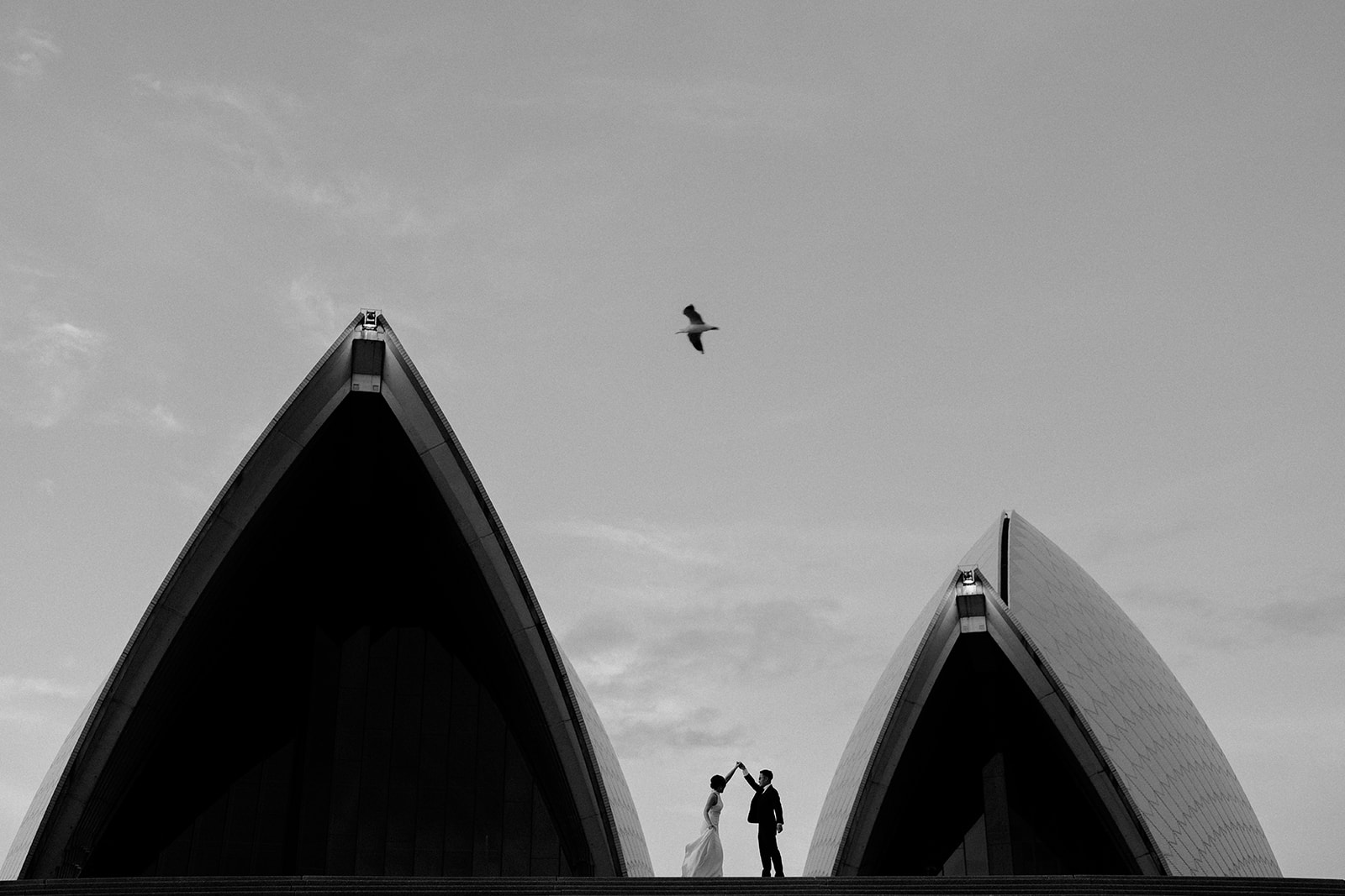 A photo of the bride and groom between the sails at the Opera house with a seagull flying above them