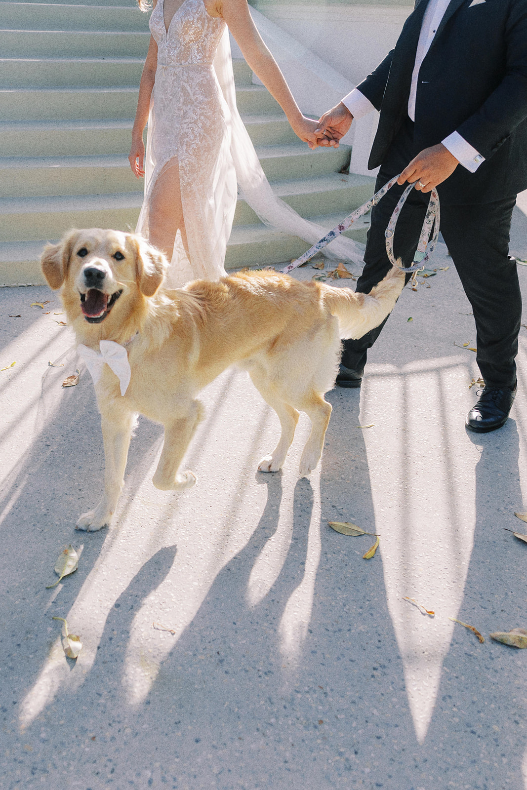 pet dog outfit wedding day