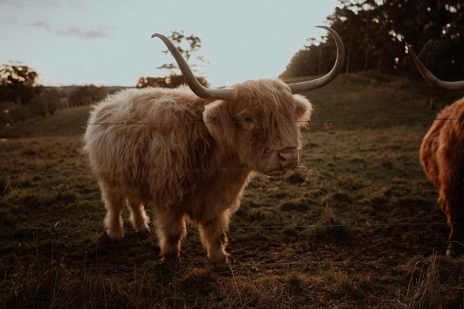 Highland cow at Mali Brae farm
