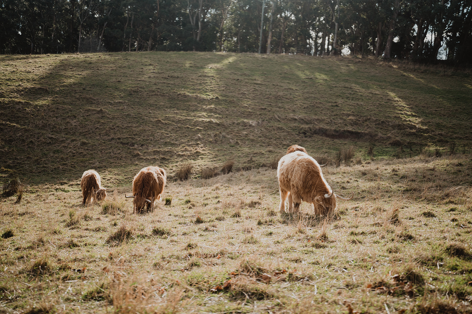 Mali Brae Farm Highland Cows