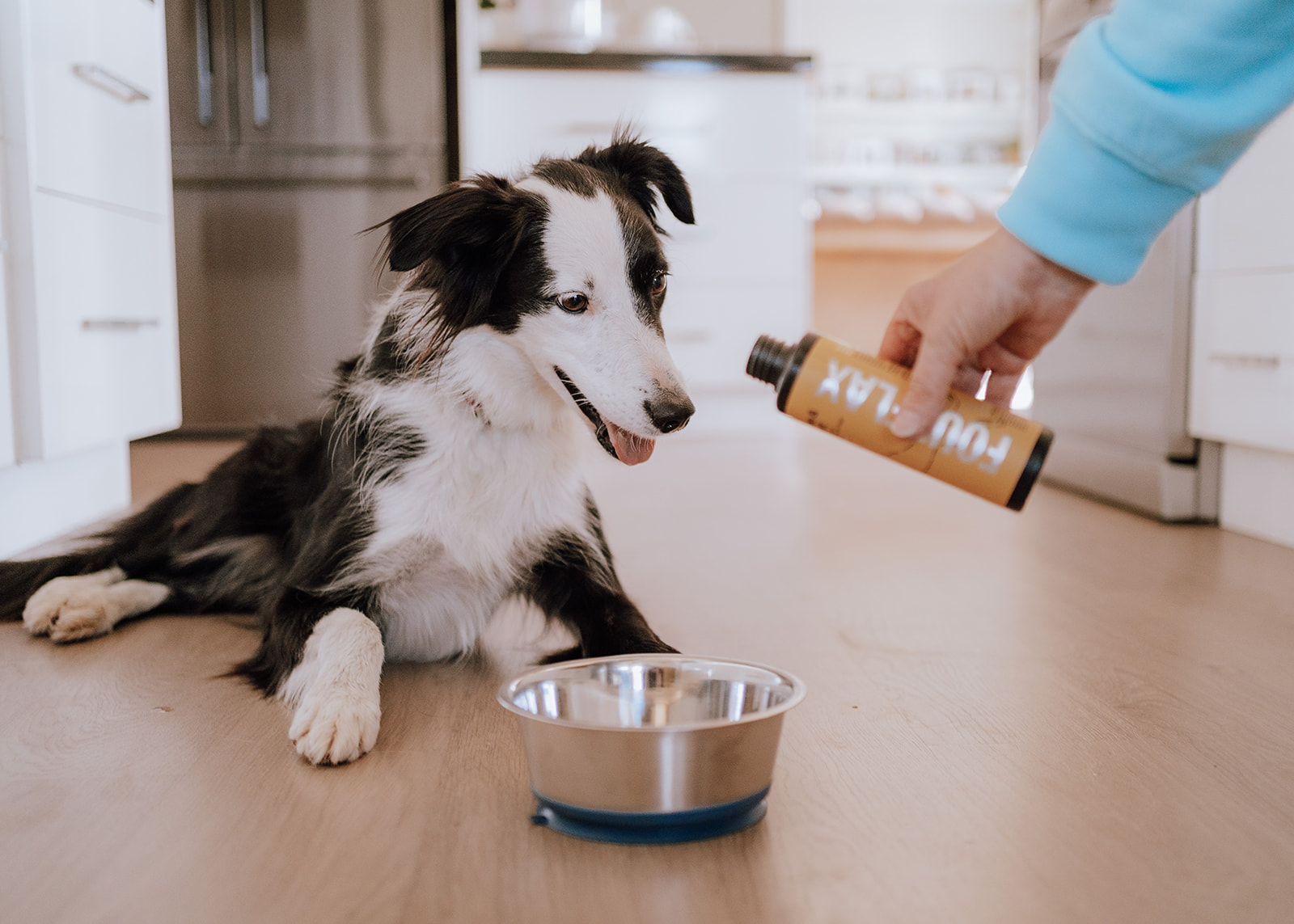 border collie dog waiting for food