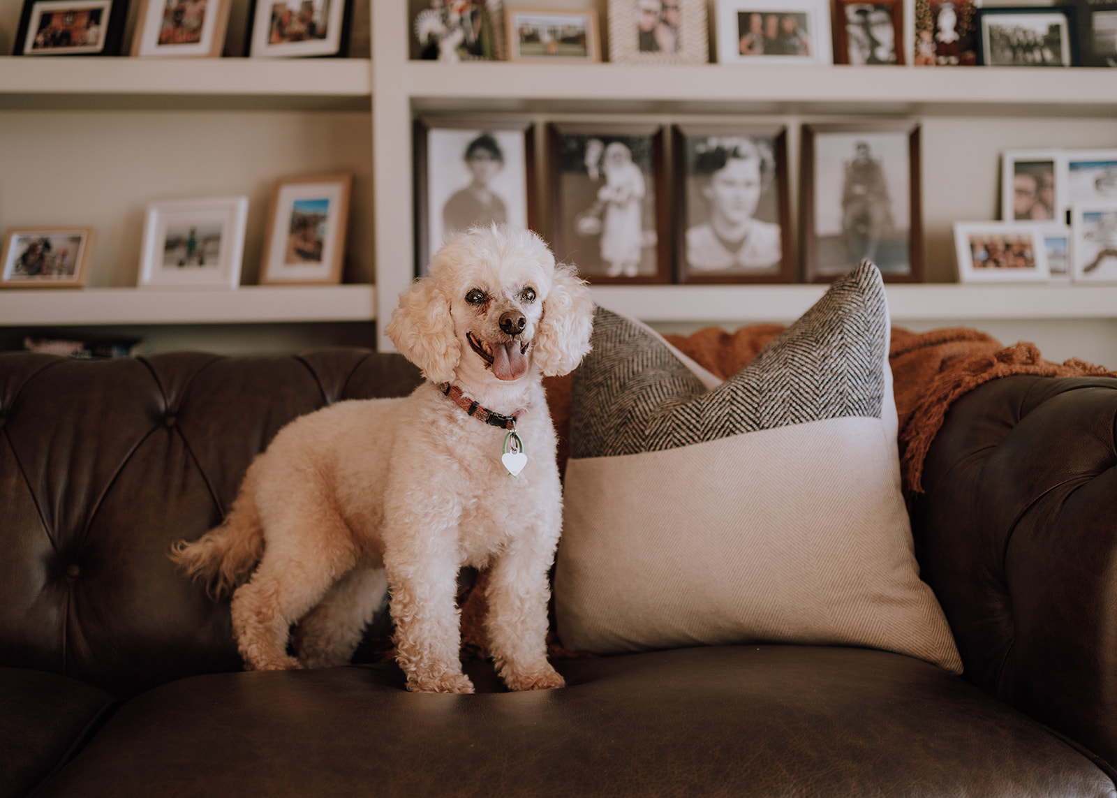 Miniature poodle on a couch