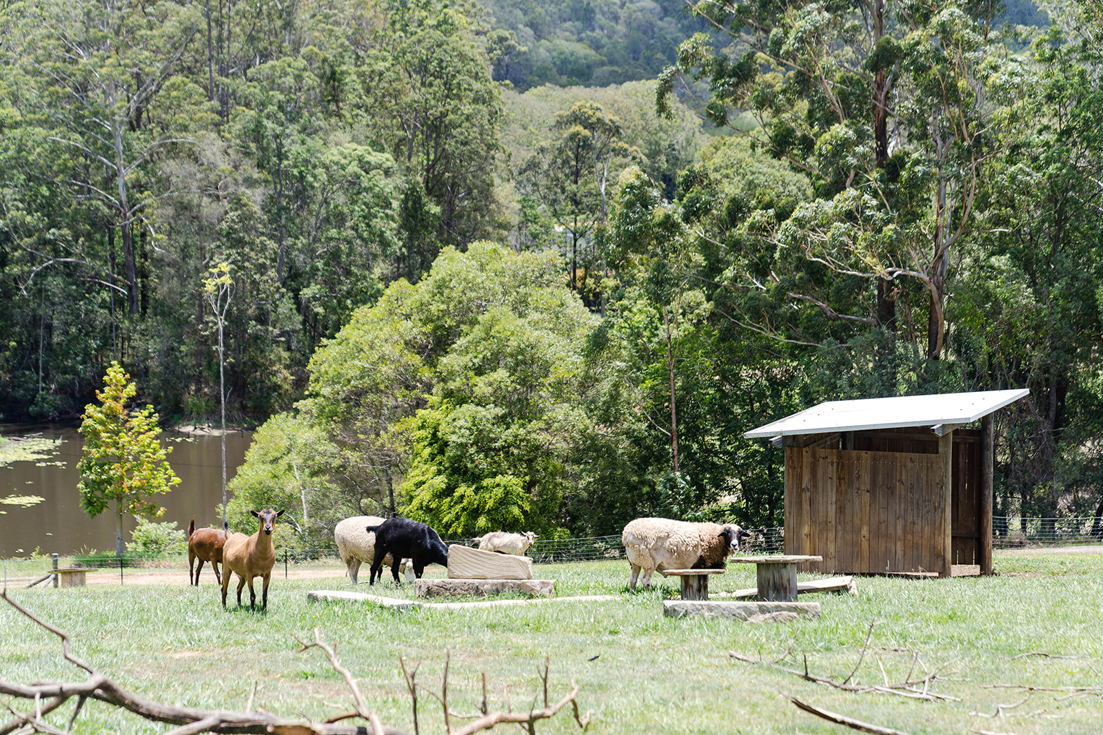 Farmstay accommodation on the Sunshine Coast