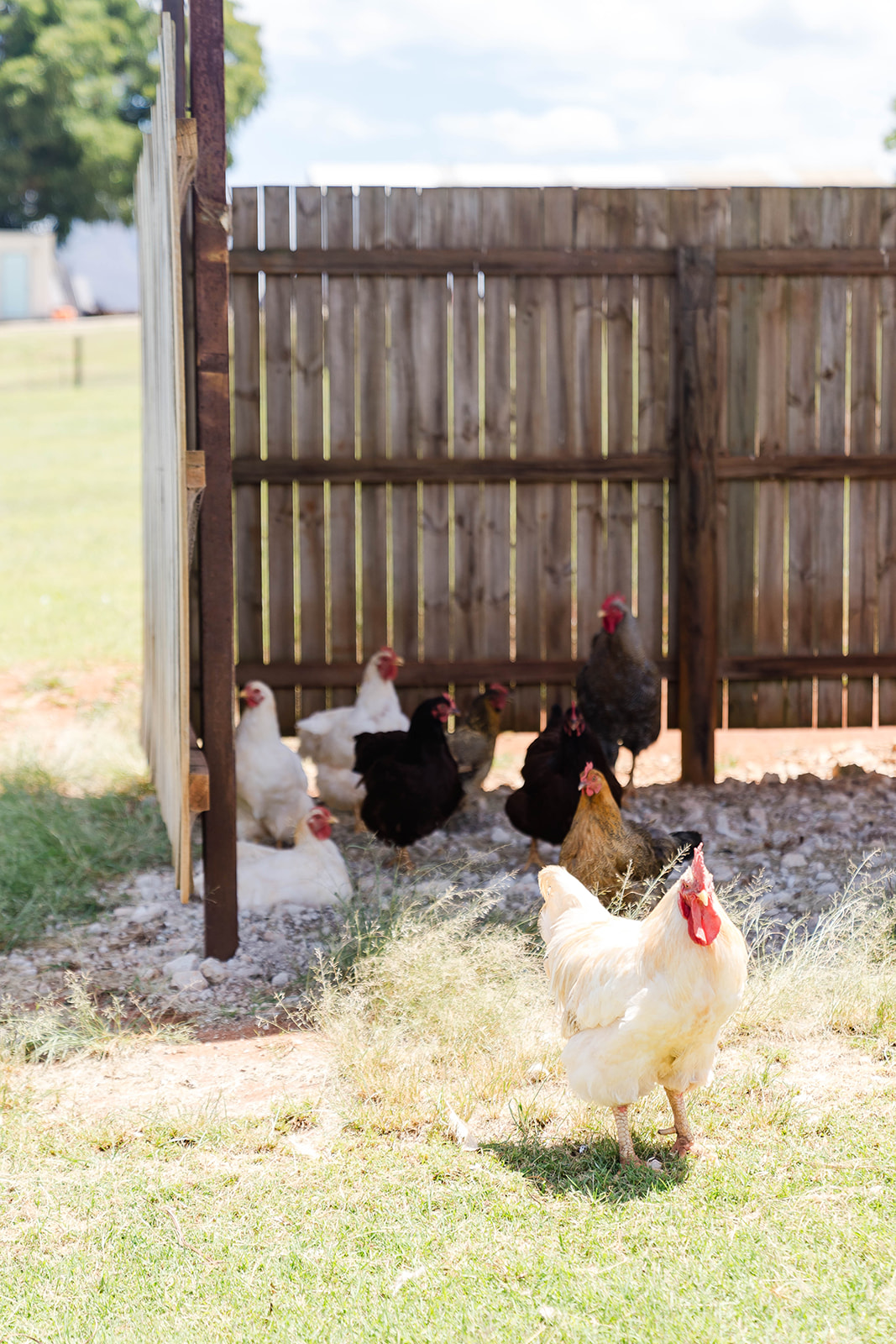 Farm Stay with chooks