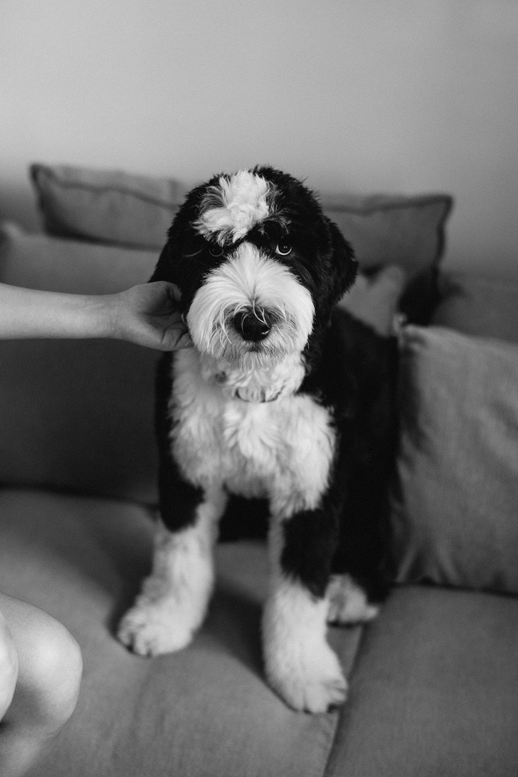 black and white portrait of dog